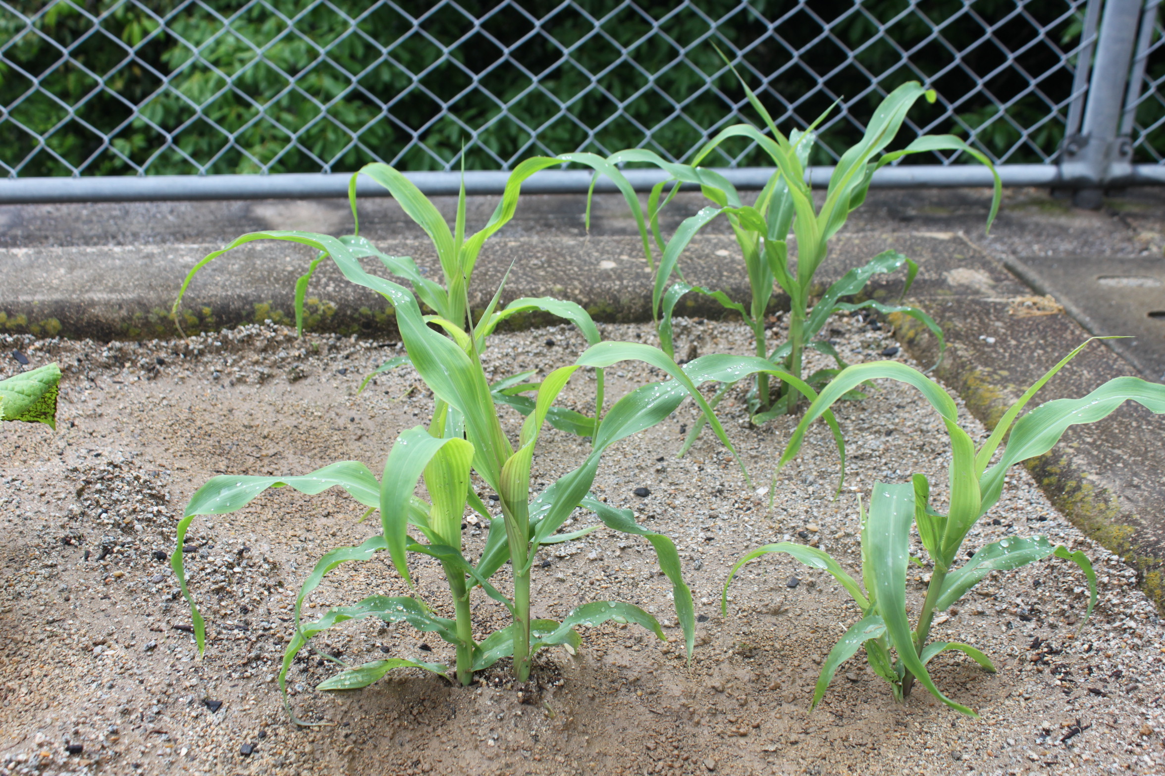 野菜畑の様子②