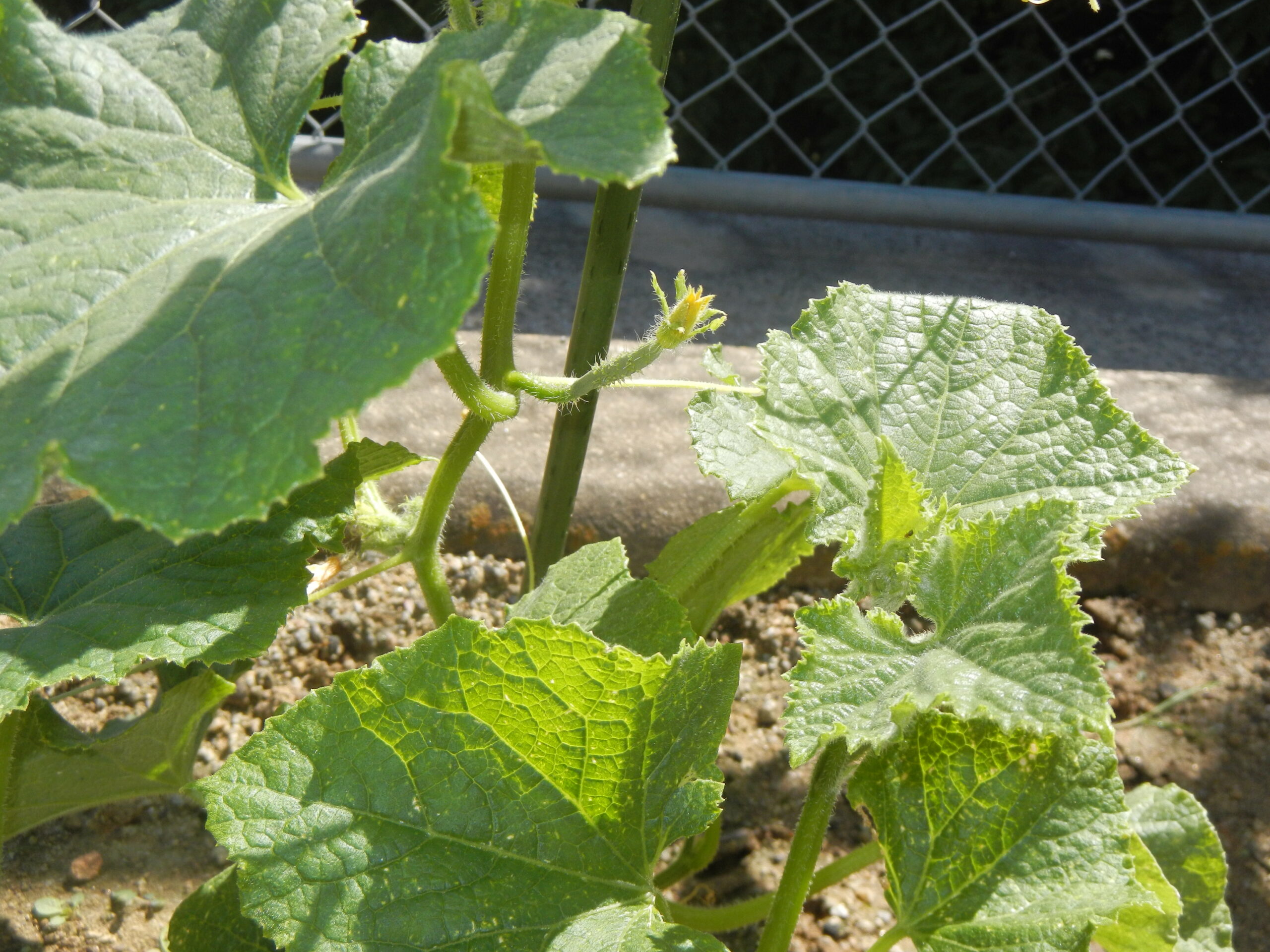 野菜の初収穫